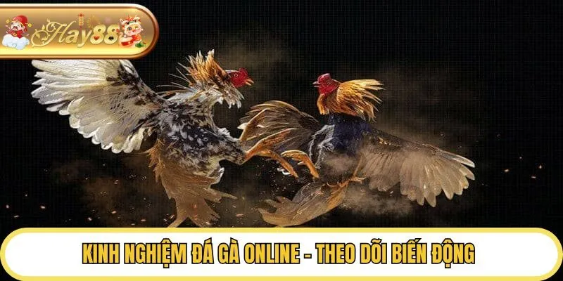 Điểm danh kinh nghiệm đá gà online hay nhất từ cao thủ