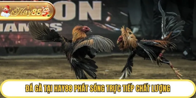 Đá gà tại Hay88  phát sóng trực tiếp chất lượng